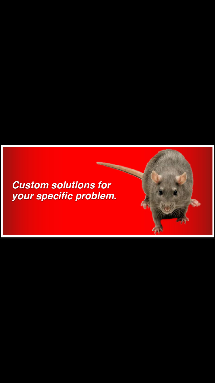 Aggressive Pest Control Ltd | 23405 109 Loop, Maple Ridge, BC V2W 2B5, Canada | Phone: (604) 466-5193