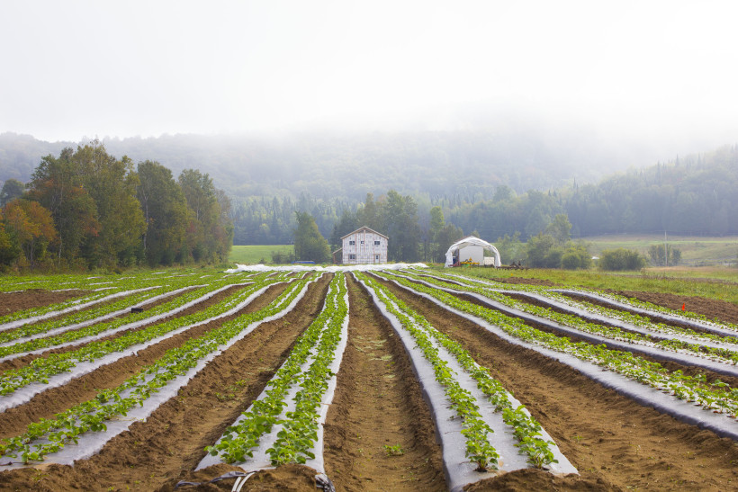 La récolte de la rouge | 191 Rang des Vents, Brébeuf, QC J0T 1B0, Canada | Phone: (819) 307-5282