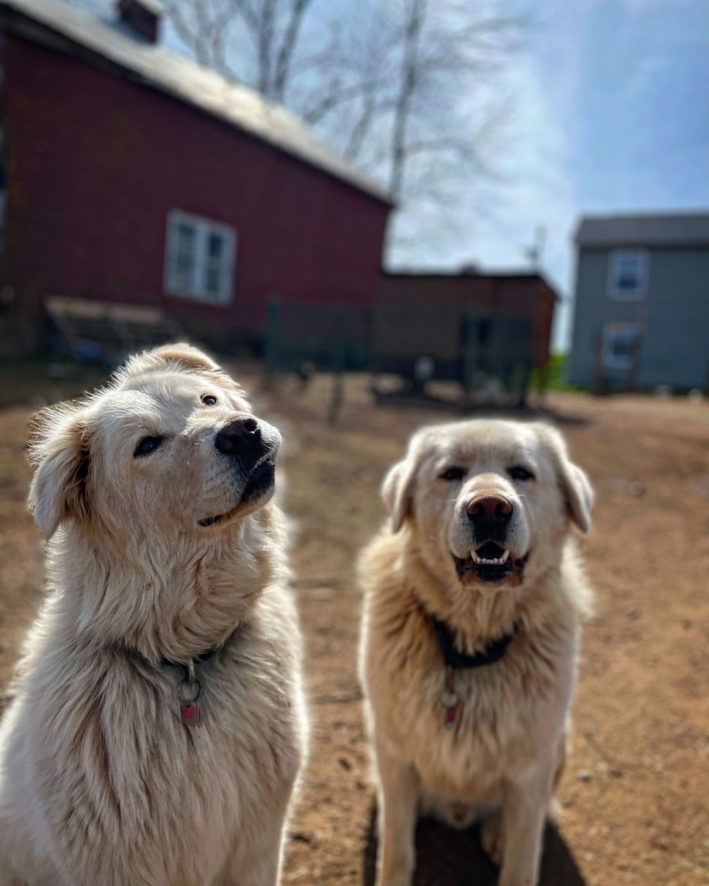 The Crazy Coop House Farm | 2087 Hwy 2, Milford, NS B0N 1Y0, Canada | Phone: (902) 456-7295