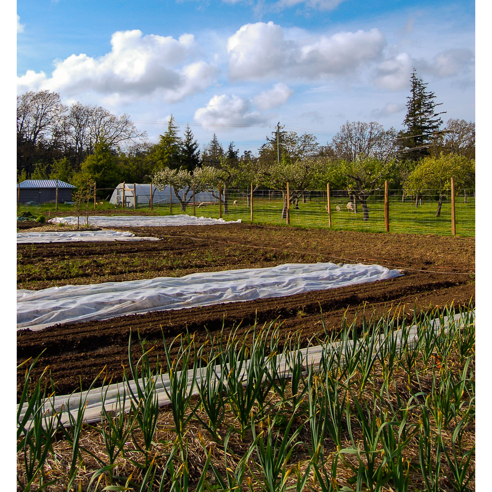 Wind Whipped Farm | The Local Food Box, 4645 William Head Rd, Victoria, BC V9C 3Y7, Canada | Phone: (250) 661-8099