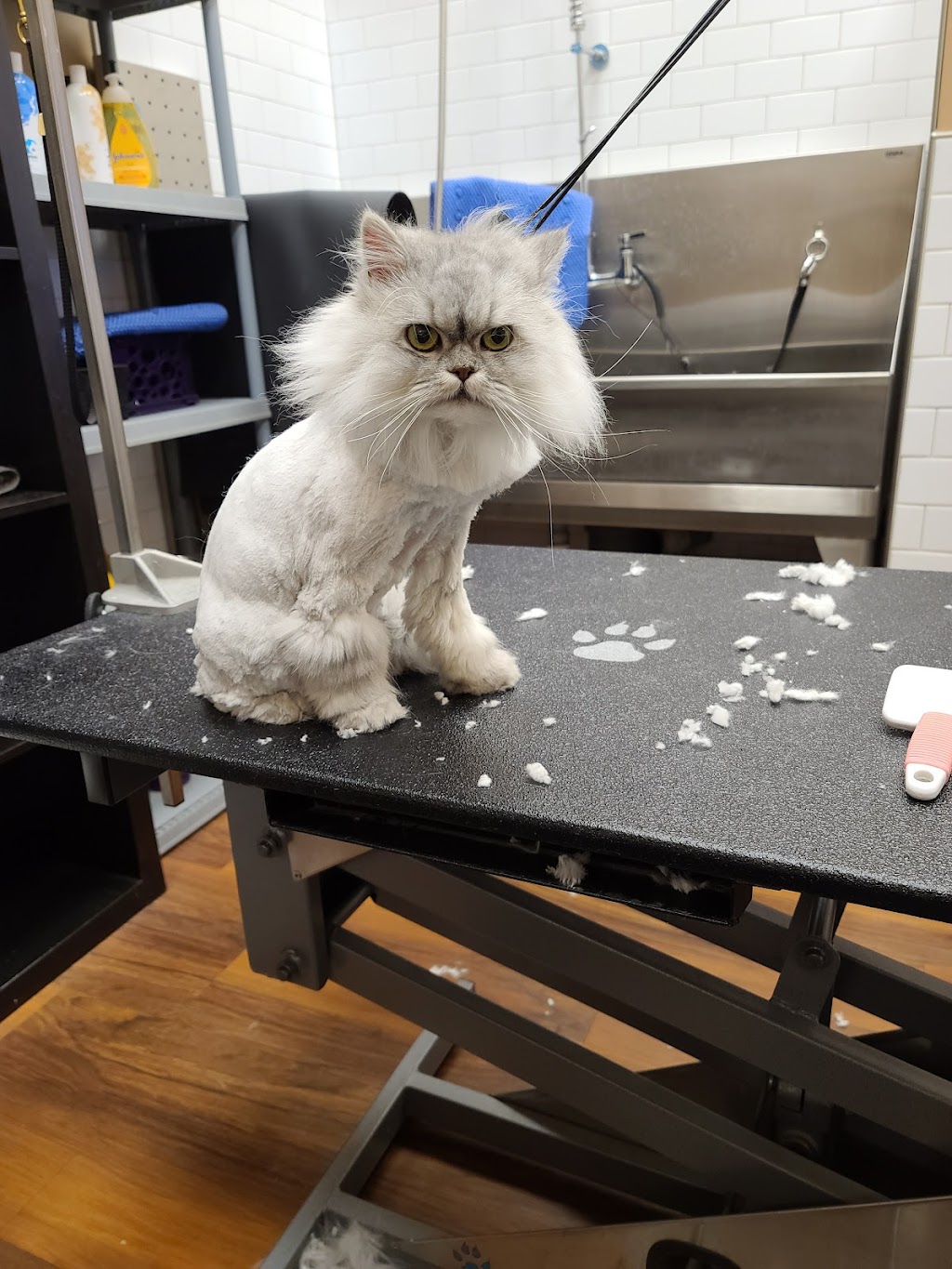 Tias Perfect Paws Grooming | 10432 100 Ave Suite # 3, Westlock, AB T7P 1T6, Canada | Phone: (780) 876-0747