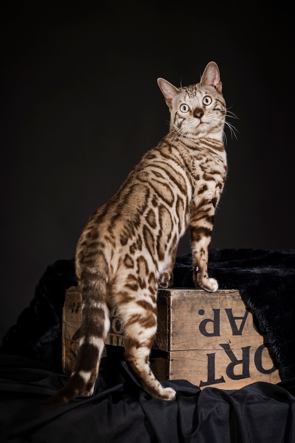 pure canada bengal | 607 Chem. Duhamel, Pincourt, QC J7W 4G2, Canada | Phone: (418) 333-2589