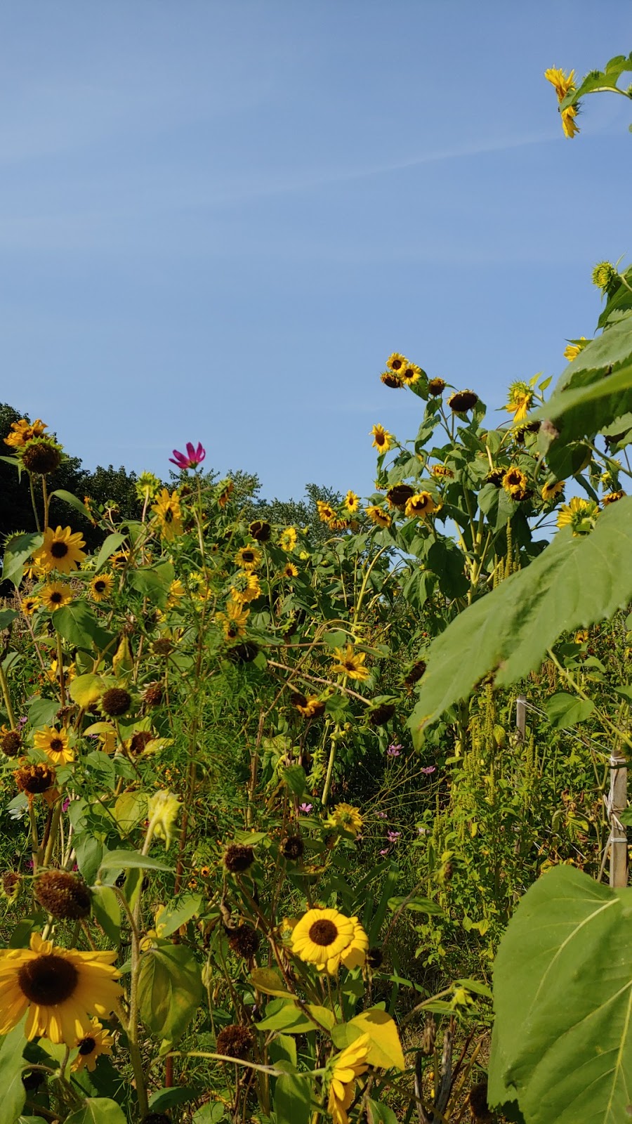 Fresh City Farms | 70 Canuck Ave, North York, ON M3K 2C5, Canada | Phone: (647) 560-3939