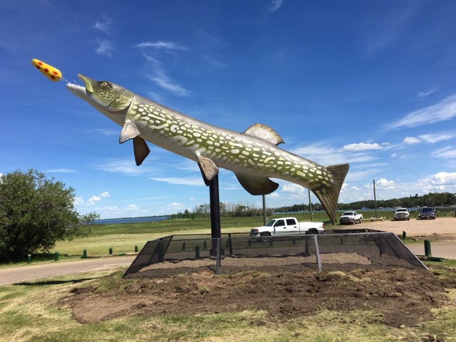Largest Northern Pike in Alberta | Rochon Sands, AB T0C 3B0, Canada | Phone: (403) 742-4717