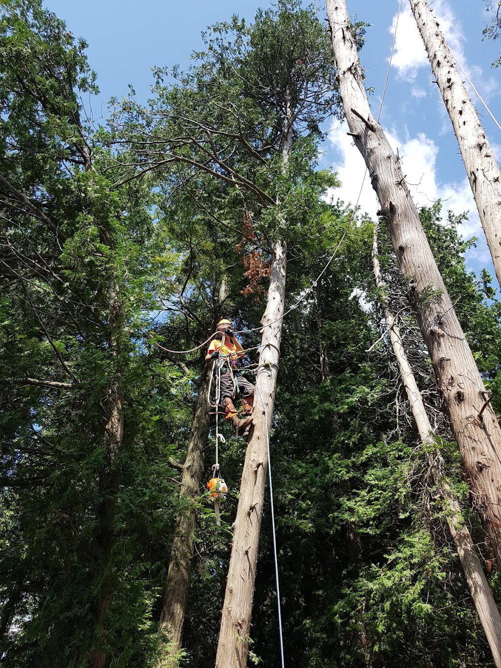 Frontenac Tree Service | 53 Huffman Rd, Yarker, ON K0K 3N0, Canada | Phone: (343) 884-6311