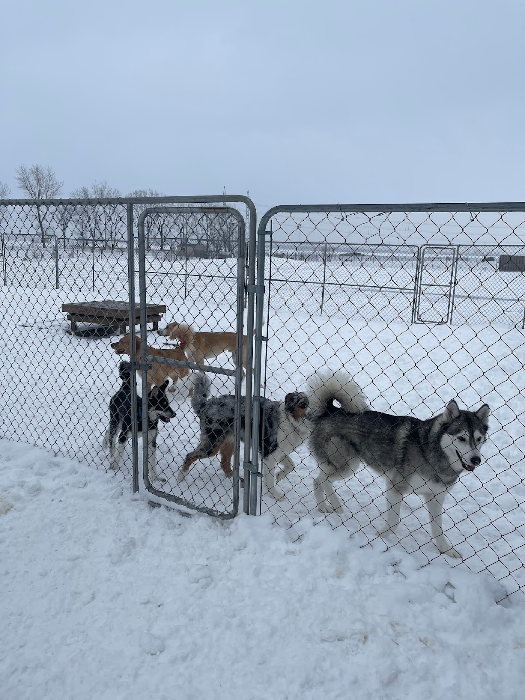 Centre Canin Vallée du Richelieu | 46 Rue Principale, Saint-Basile-le-Grand, QC J3N 1M3, Canada | Phone: (450) 441-0848