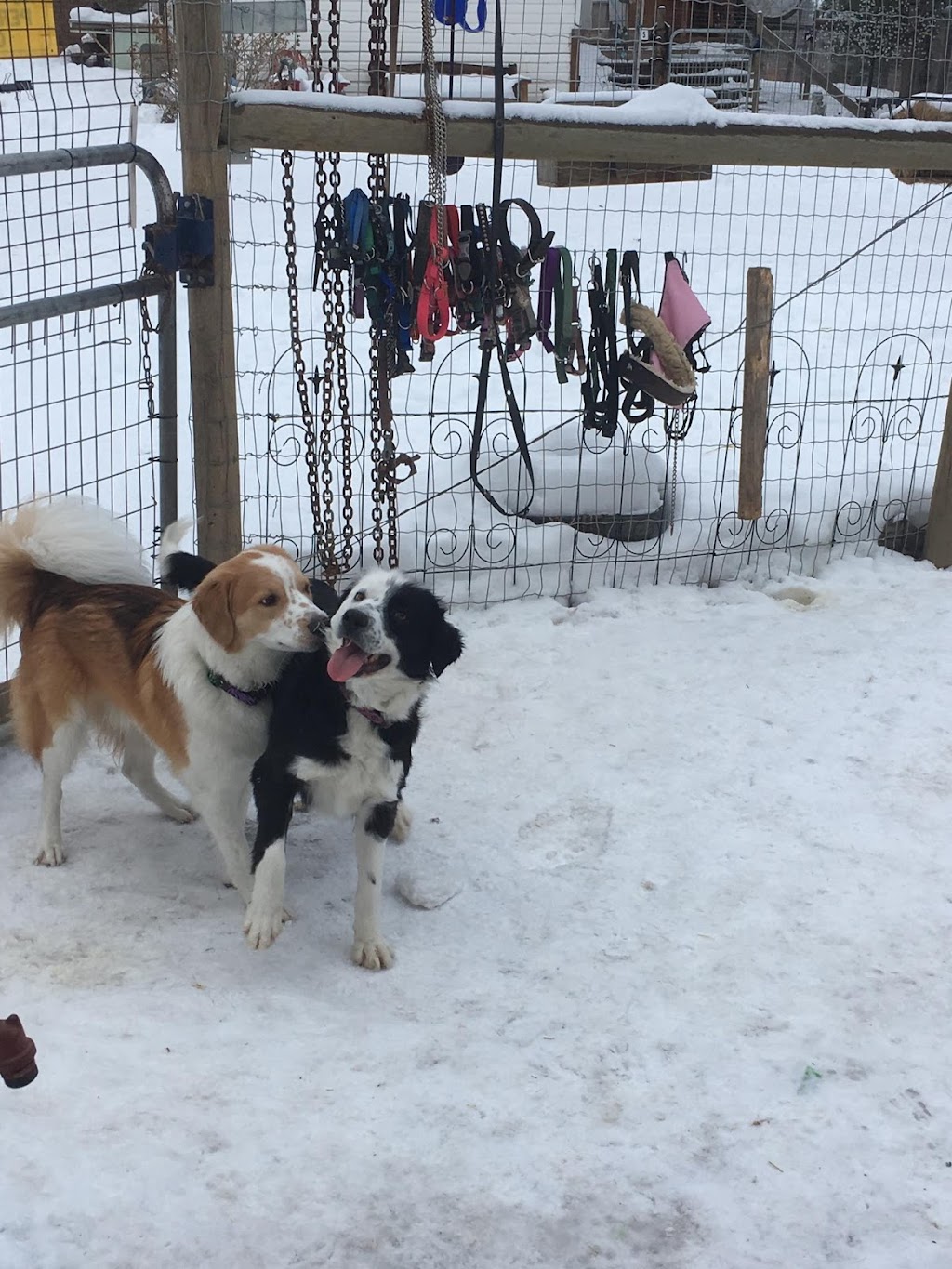 Angels Animal Rescue Society | 2460 Torgerson Rd, Merritt, BC V1K 1B8, Canada | Phone: (250) 378-5223