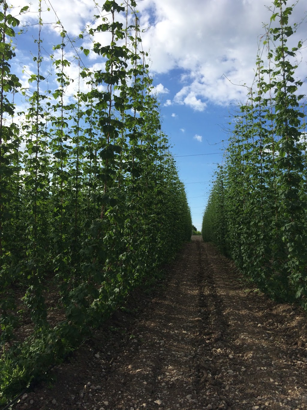 Pleasant Valley Hops | 18683 Loyalist Pkwy, Hillier, ON K0K 2J0, Canada | Phone: (613) 921-1362