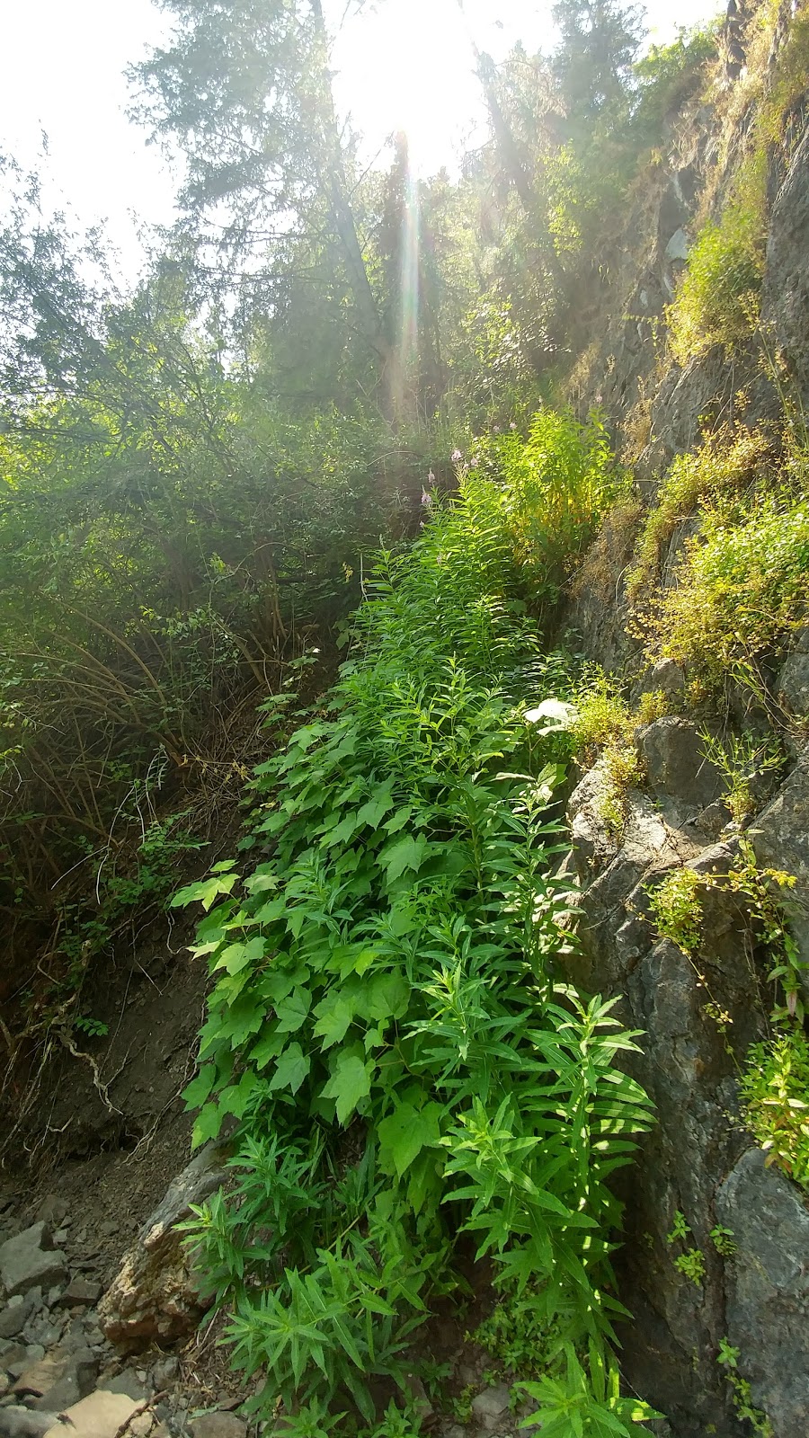 Carrot Mountain Trailhead | Central Okanagan G, BC V4T 2V2, Canada