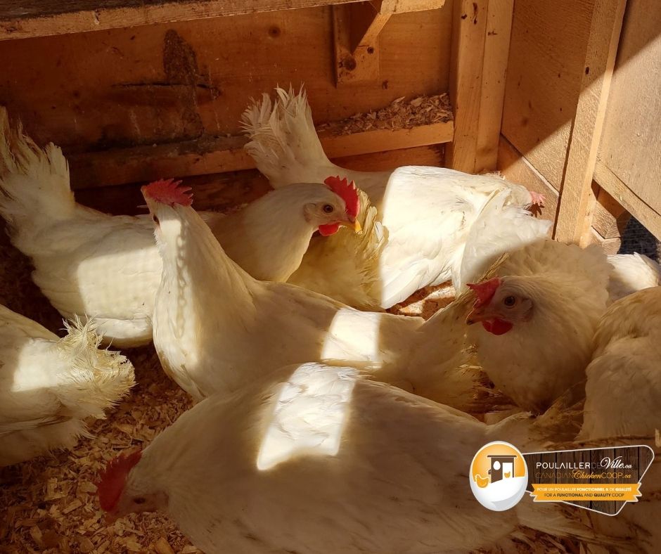 Chicken Coop (canadianchickencoop.ca) | 611 Chem. des Cèdres, Notre-Dame-du-Laus, QC J0X 2M0, Canada | Phone: (819) 767-2626