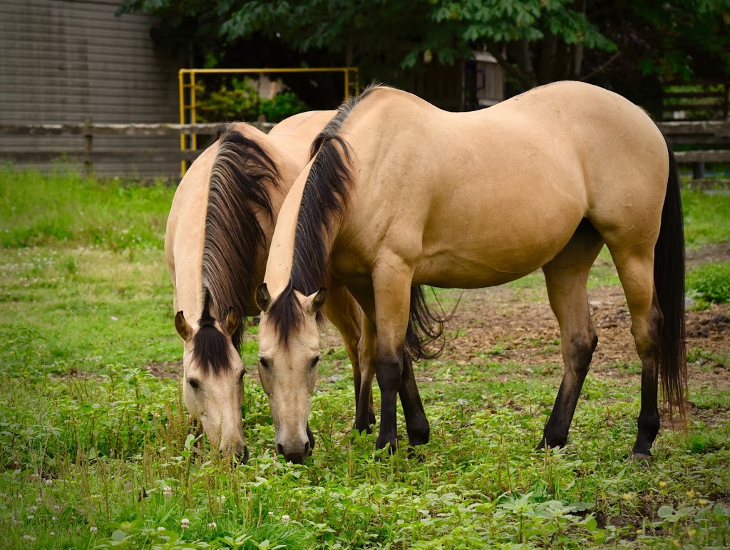 Glen Valley Stables | 1255 208 St, Langley City, BC V2Z 1T4, Canada | Phone: (778) 710-1941