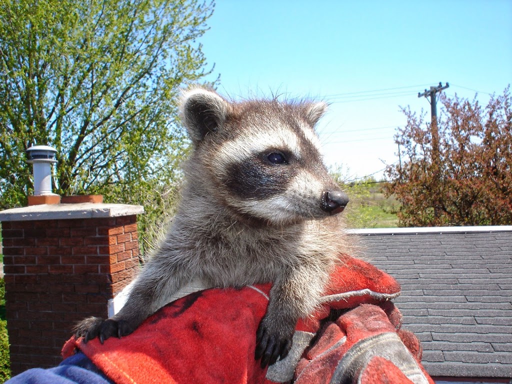 Skedaddle Humane Wildlife Control | 12315 Avenue Fernand-Gauthier, Montréal, QC H1E 6R2, Canada | Phone: (514) 395-4555