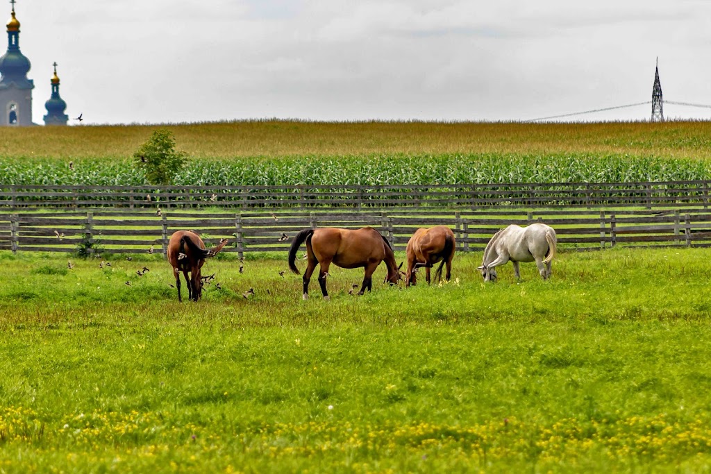 Rossland Stables | 13639 Warden Ave., Whitchurch-Stouffville, ON L4A 7X5, Canada | Phone: (416) 200-0320