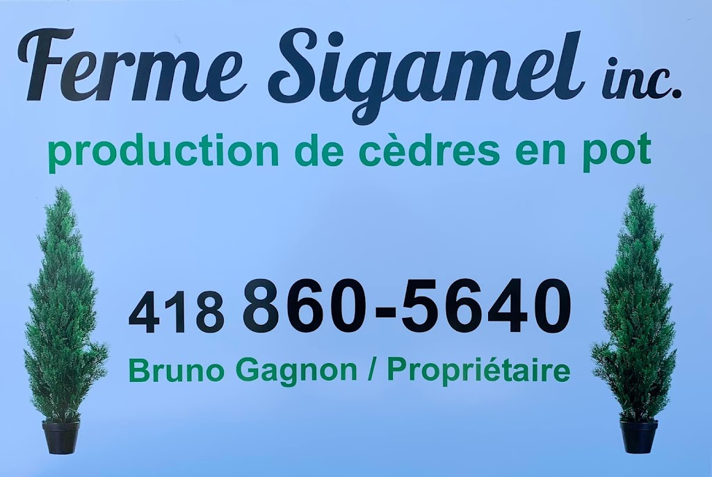 Ferme Sigamel Inc. Production de cèdres cultivés en pot | 152 QC-291, Cacouna, QC G0L 1G0, Canada | Phone: (418) 860-5640