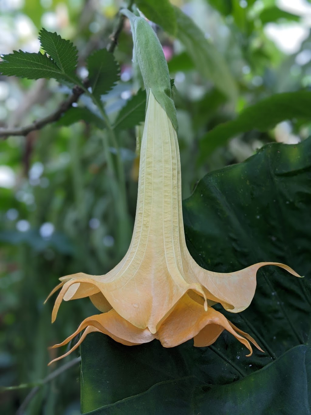 Serre Brugmansia-Québec (Ouvert sur rendez-vous seulement) | 1147 Terrasse Bellevue, Saint-Valérien-de-Milton, QC J0H 2B0, Canada | Phone: (450) 521-1997