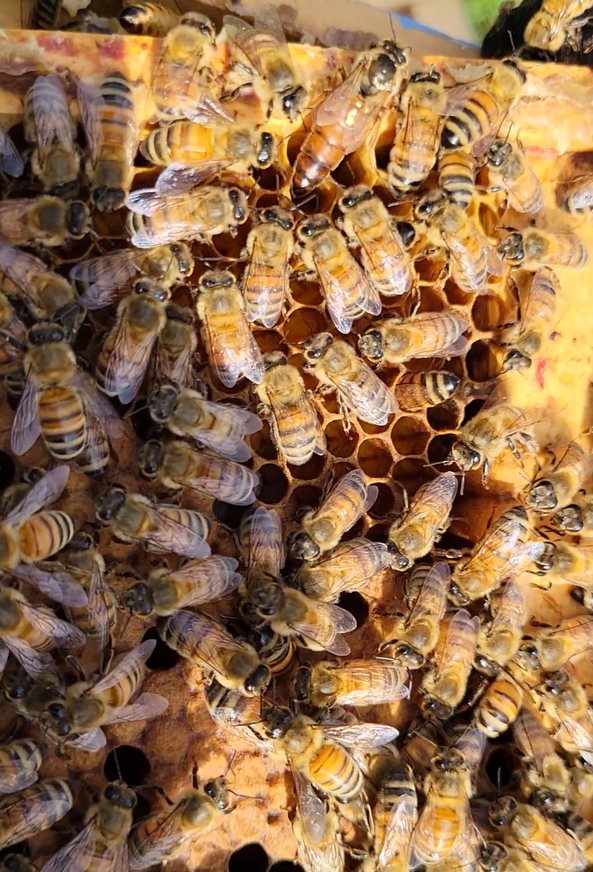 Honey Bee Harmony | Town of, Huntsville, ON P1H 2J4, Canada | Phone: (705) 388-1421