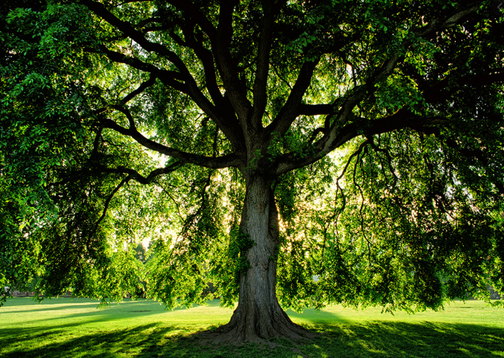 Aspen Tree Experts | 1444 Kamouraska Cir, Orléans, ON K1C 3J2, Canada | Phone: (613) 277-2147
