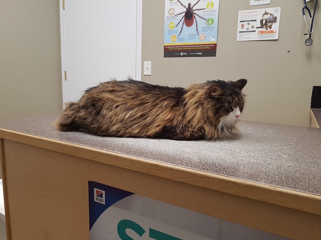 Didsbury Veterinary Clinic | 2601 16 St, Didsbury, AB T0M 0W0, Canada | Phone: (403) 335-3519