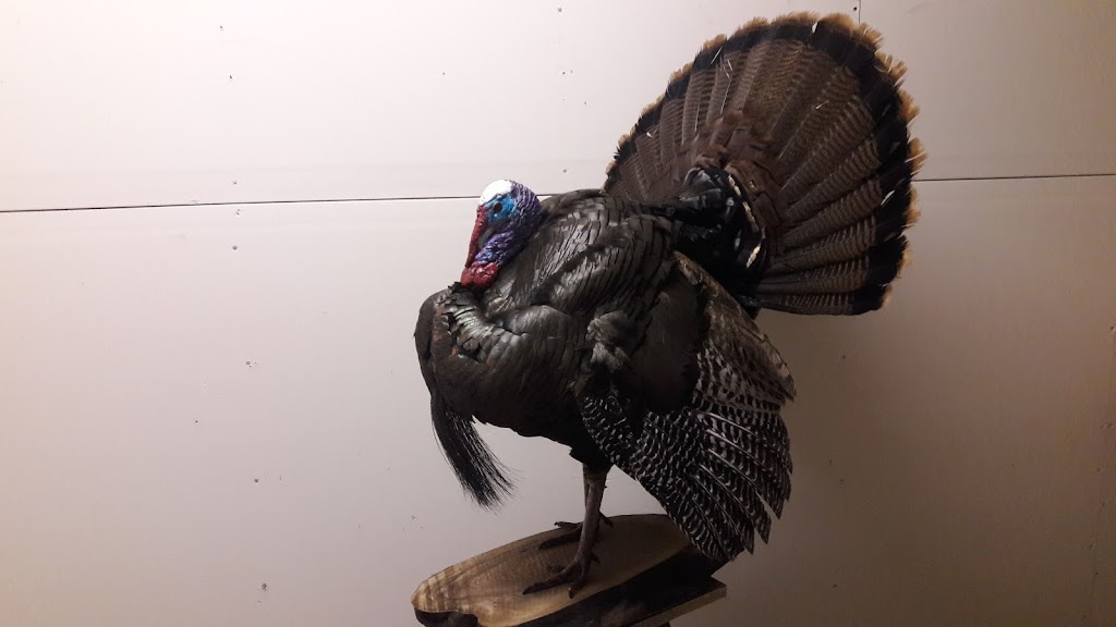 Forest City Taxidermy | 245 Hamilton Crescent, Dorchester, ON N0L 1G4, Canada | Phone: (519) 520-3024