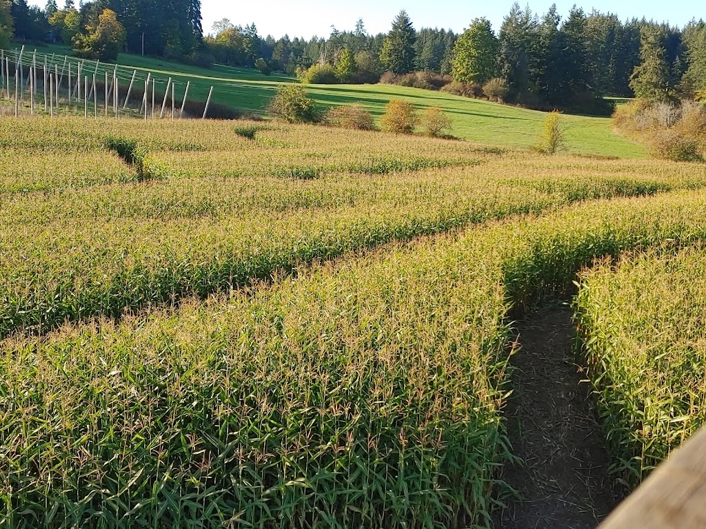 McNabs Corn Maze | 4613 Yellow Point Rd, Ladysmith, BC V9G 1G7, Canada | Phone: (250) 245-0666