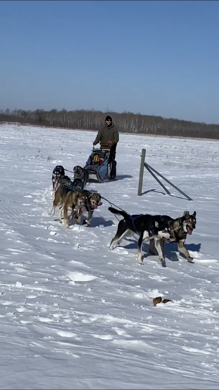 Keystone Sled Dogs | Keystone Sled Dogs, Teulon, MB R0C 3B0, Canada | Phone: (204) 960-2878