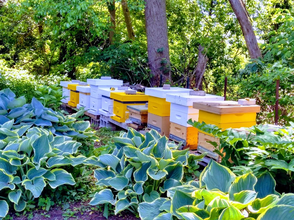 Martindale Apiary | 373 Martindale Rd, St. Catharines, ON L2N 0A3, Canada | Phone: (905) 937-5577