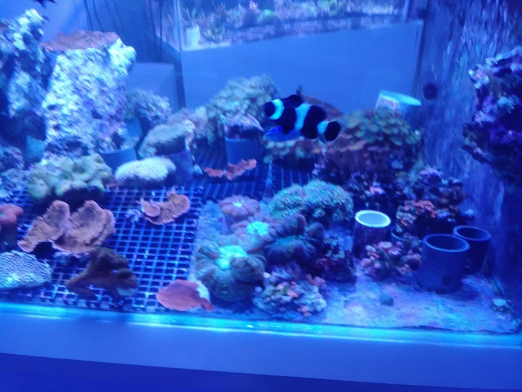 Aquarium Recifal Raging Reef - Rive-sud | 5579 Boulevard Maricourt, Saint-Hubert, QC J3Y 2E9, Canada | Phone: (450) 812-6680