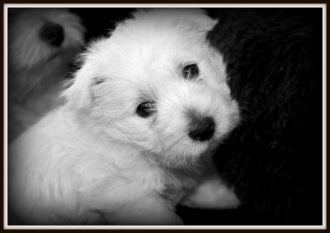 Westie Darinielle | 1089 Rang St Charles, Saint-Édouard-de-Lotbinière, QC G0S 1Y0, Canada | Phone: (418) 796-2589