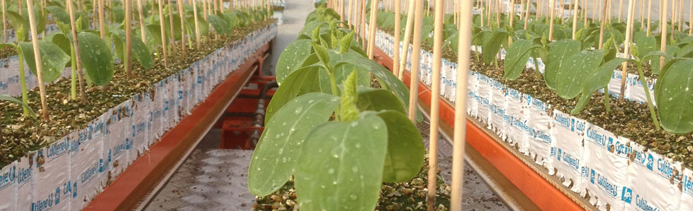 Foothill Greenhouses Ltd | 35 Holancin Rd, King, ON L7B 0G6, Canada | Phone: (905) 775-2154