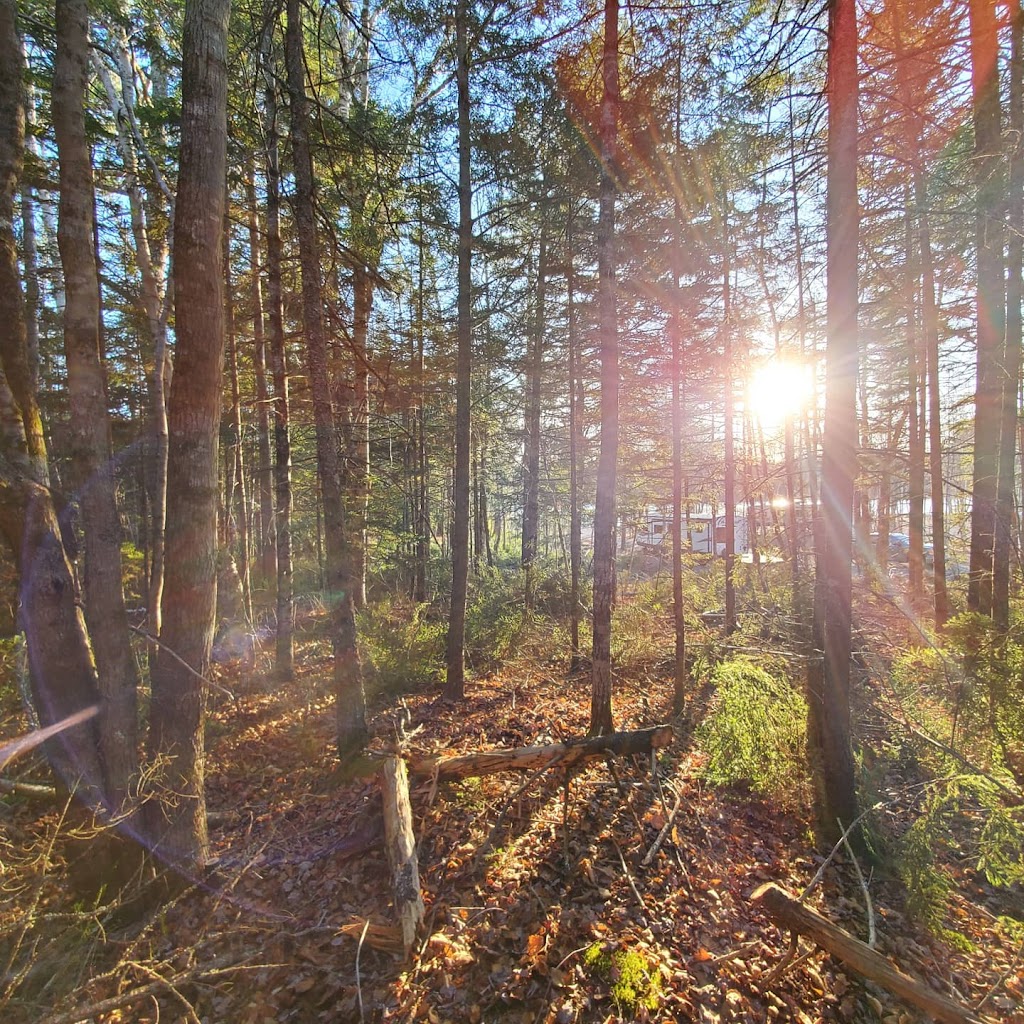 Conserve A Tree Forestry | 54 Lower Grant Rd, Chester Basin, NS B0J 1K0, Canada | Phone: (902) 275-8450