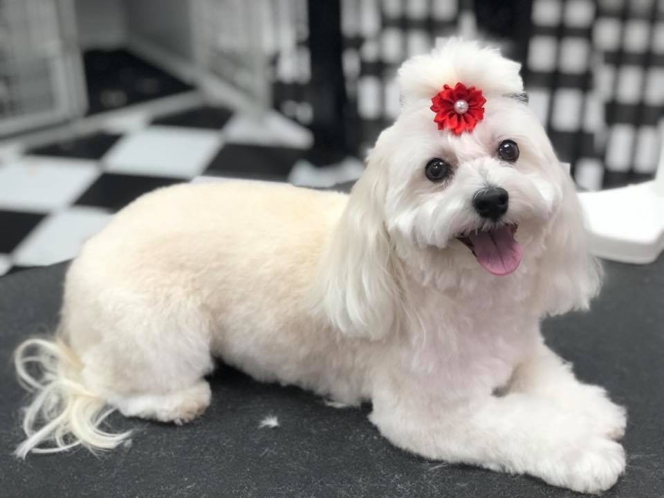 Doggie DTail Grooming | 3866 Highland Dr, Ridgeway, ON L0S 1N0, Canada | Phone: (905) 894-8743