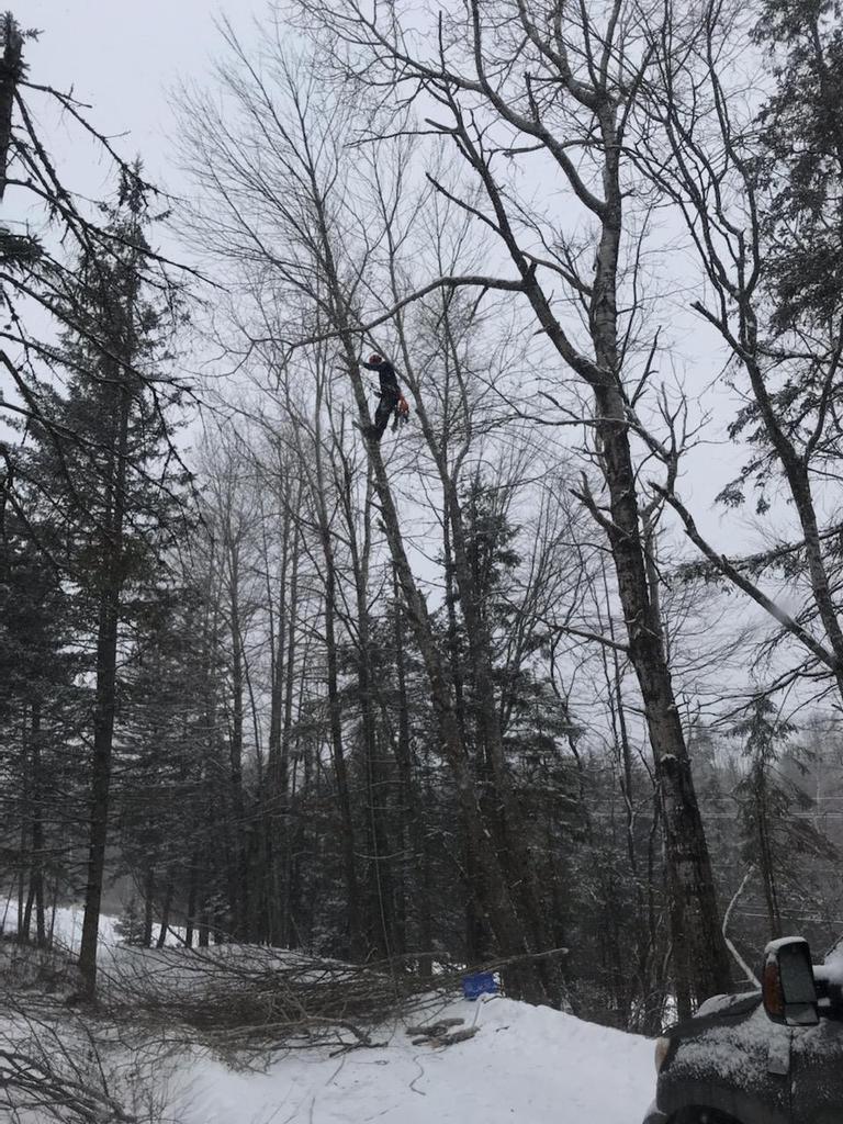 Silvacare Tree Service | 2481 Wyvern Rd, River Philip, NS B0M 1V0, Canada | Phone: (902) 906-5408