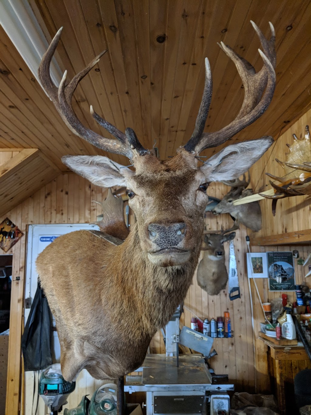 Taxidermy Pei | 2225 Covehead Rd, York, PE C0A 1P0, Canada | Phone: (902) 672-1430