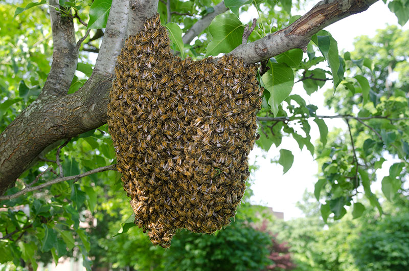 bee swarm removal niagara | 5690 Bossert Rd, Niagara Falls, ON L2H 2H8, Canada | Phone: (905) 650-5180