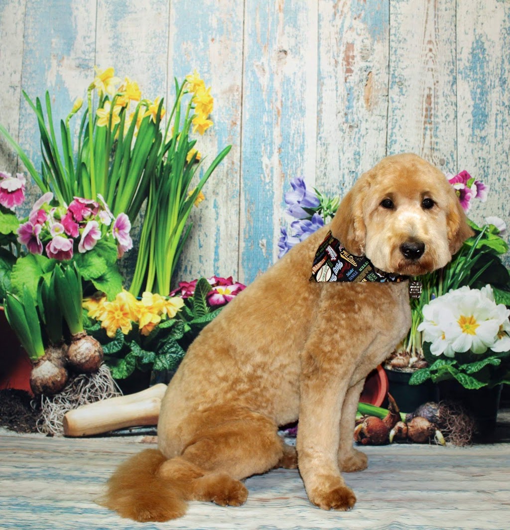 Precious Paws Dog Grooming | 269 Main St S, Mount Forest, ON N0G 2L1, Canada | Phone: (519) 509-4900