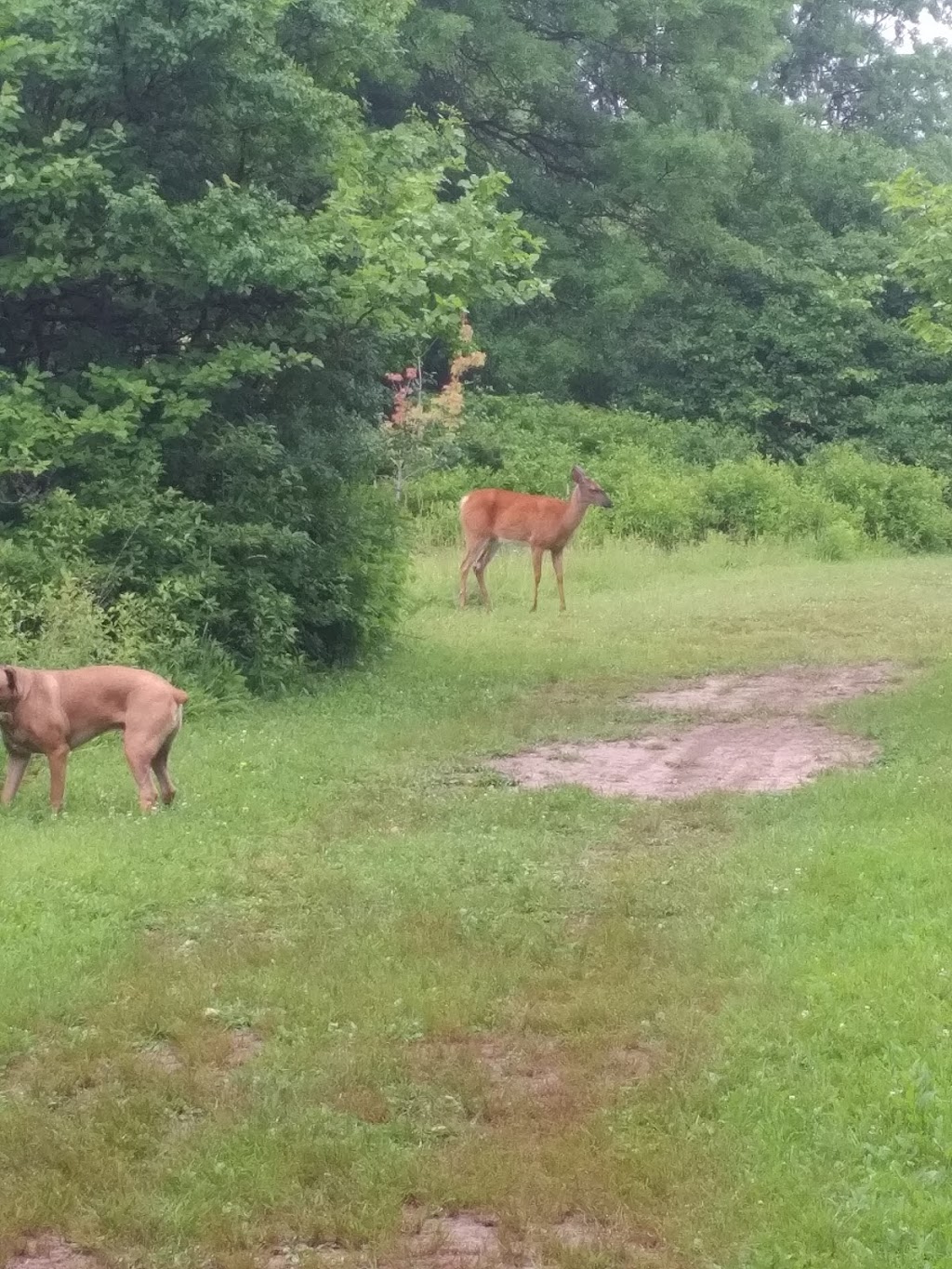 Burgoyne Woods Dog Park | 70 Edgedale Rd, St. Catharines, ON L2R, Canada | Phone: (905) 688-5600