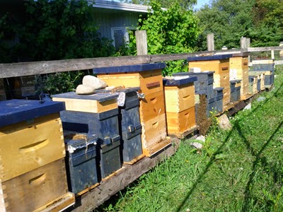 EquiFlora Micro Apiary | 7455 Carnarvon St, Vancouver, BC V6N 1K6, Canada | Phone: (604) 328-9416