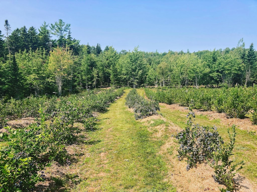 Berrywood Farms | 67 Jim Sutherland Rd, Tatamagouche, NS B0K 1V0, Canada | Phone: (902) 956-2116