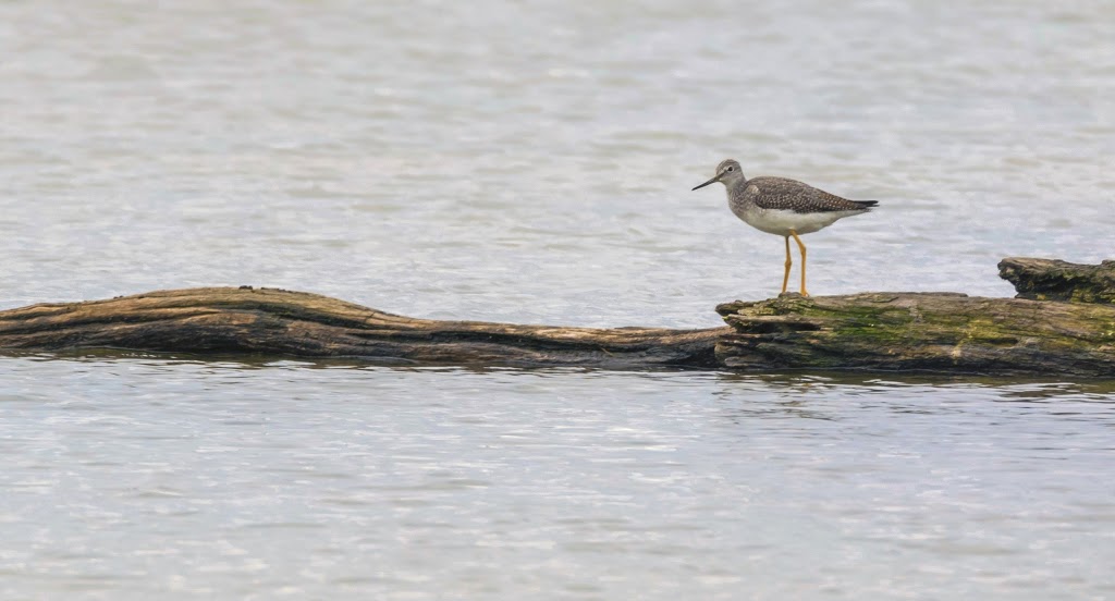 Hullett Provincial Wildlife Area | 41378 Hydro Line Rd, Clinton, ON N0M 1L0, Canada | Phone: (519) 482-7011