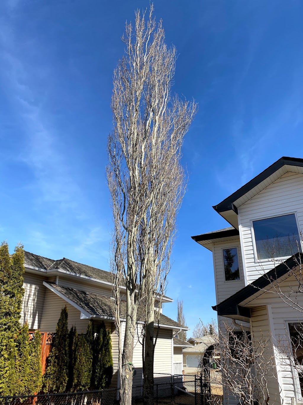 Trees Go Timber Ltd | 11035 199 St NW, Edmonton, AB T5S 2C6, Canada | Phone: (780) 217-2615