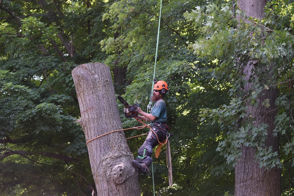 Westwood Tree Care | 1026 Britannia Rd, Burlington, ON L7P 0G1, Canada | Phone: (905) 818-1505