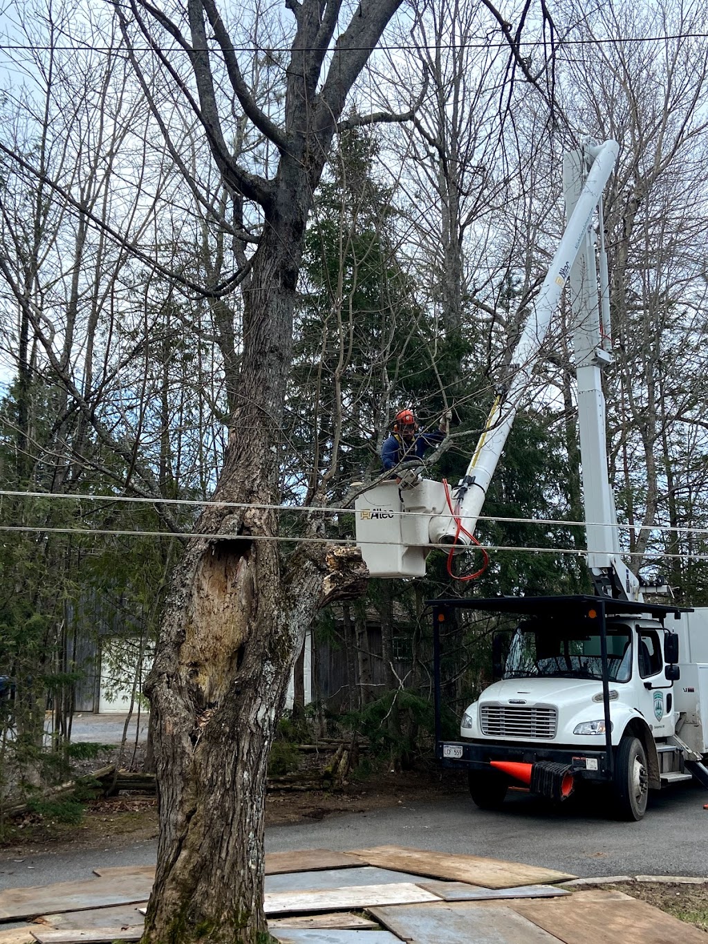 Nightingale Tree Service | 16 Nightingale Ln, Quispamsis, NB E2E 3T1, Canada | Phone: (506) 647-1055