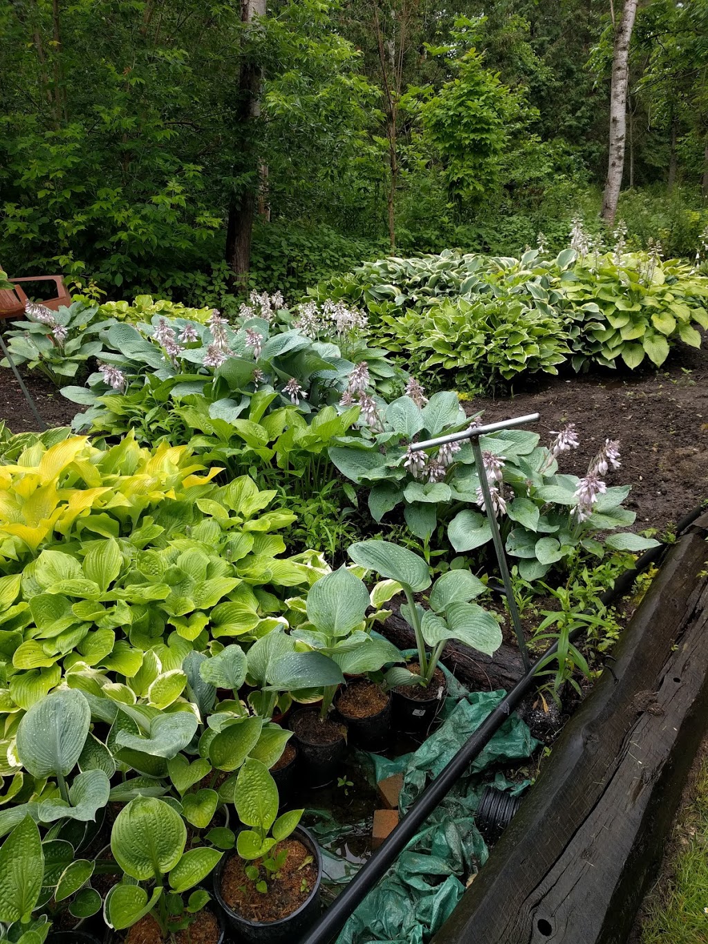 Hostas Anytime | 16 McAllister Dr, Bloomingdale, ON N0B 1K0, Canada | Phone: (519) 576-9407