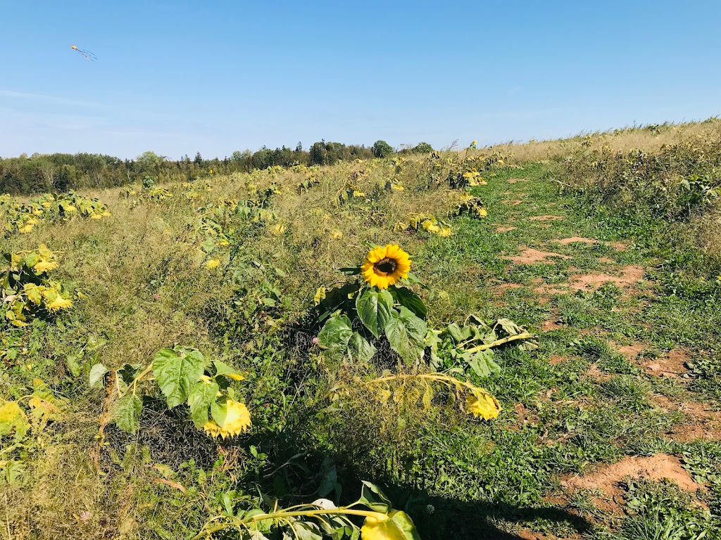 Nova Scotias Sunflower Maze | 792-1338, Nova Scotia Trunk 1, Falmouth, NS B0P 1L0, Canada | Phone: (902) 790-0542