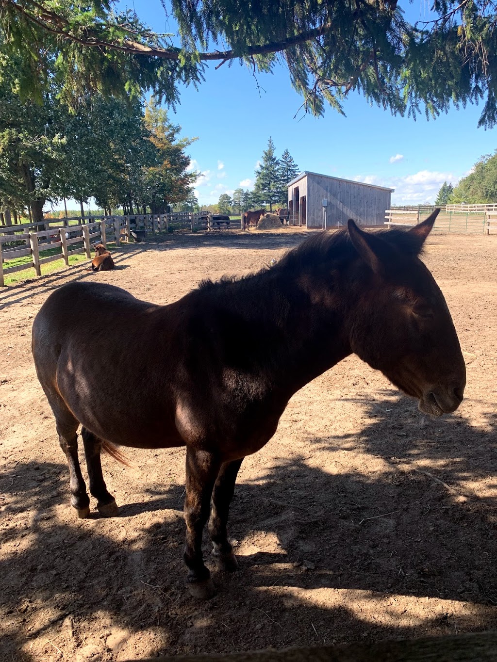 The Donkey Sanctuary of Canada | 6981 Conc. 4, Puslinch, ON N0B 2J0, Canada | Phone: (519) 836-1697