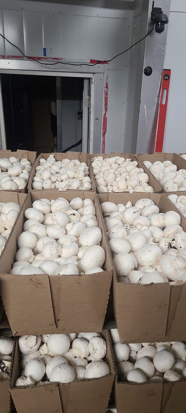 Brantford Mushroom Farm | 1744 Colborne St E, Brantford, ON N3T 5L4, Canada | Phone: (519) 756-6112