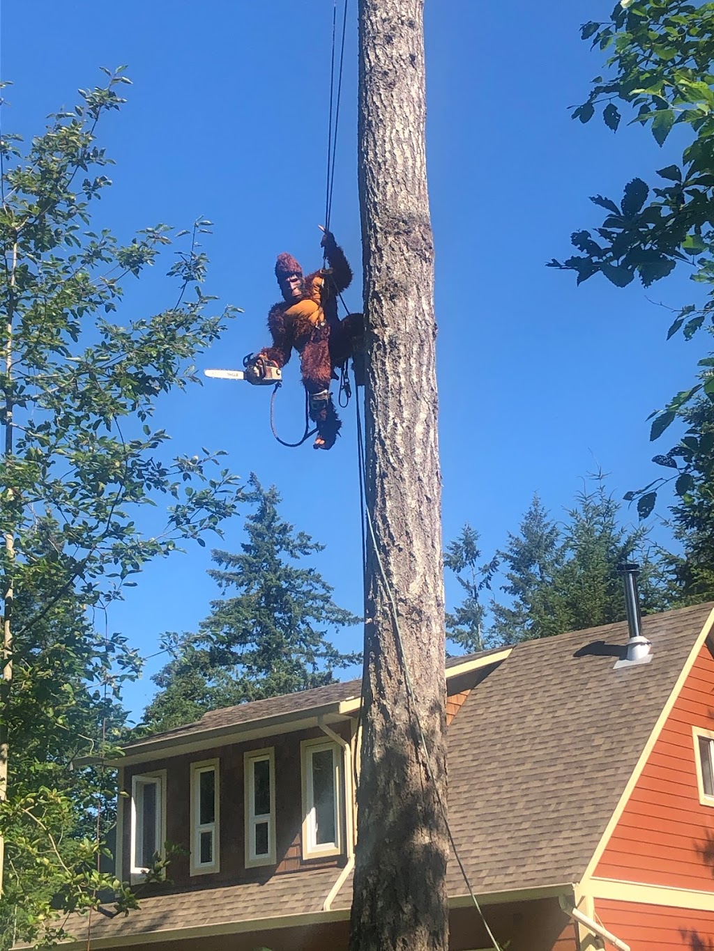 Sasquatch Tree Service | 4560 Duncan Bay Main Line Rd, Courtenay, BC V9N 9M4, Canada | Phone: (250) 218-0416