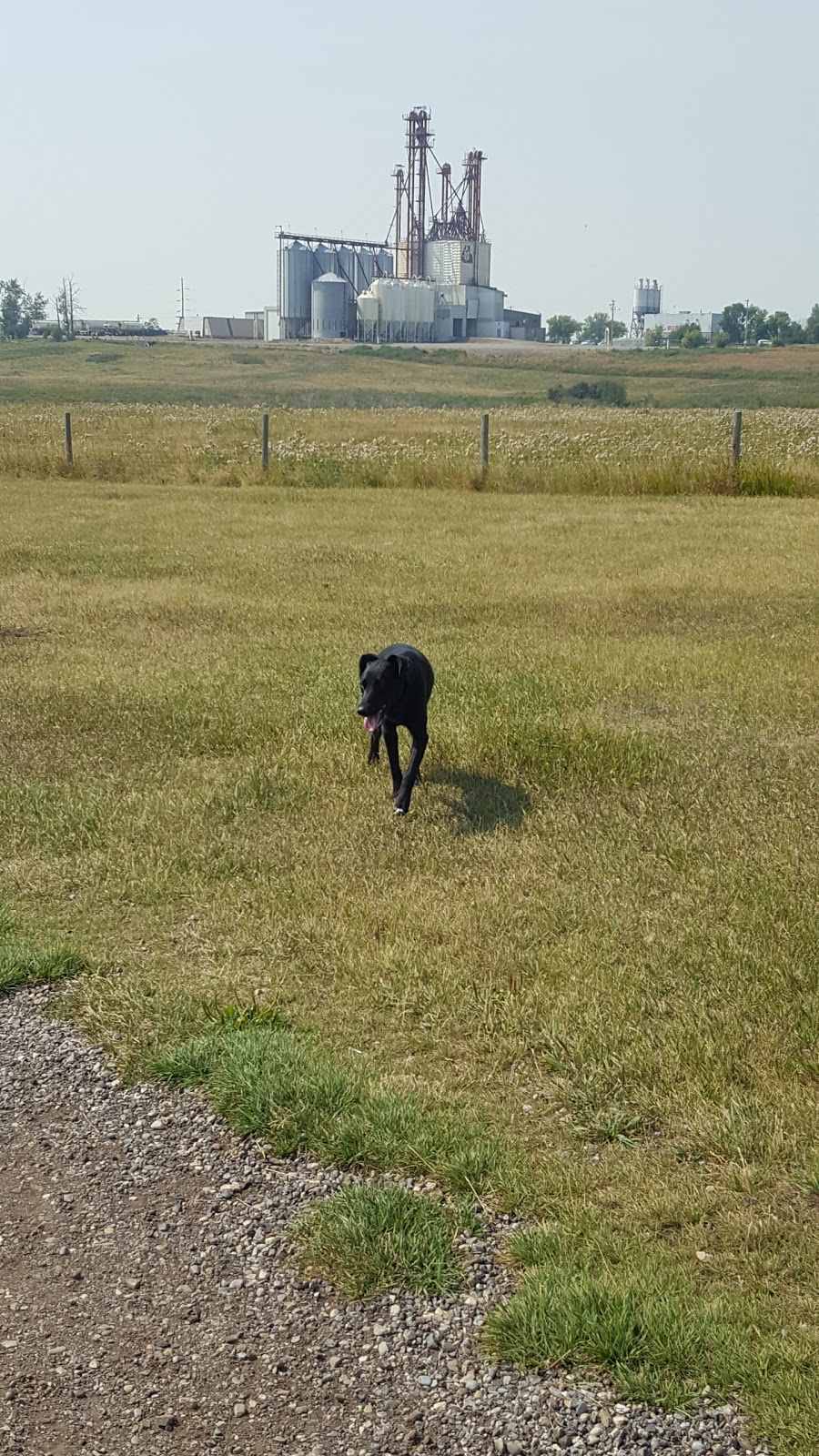 Town of Strathmore Dog Park | F 1V1, 99 Slater Rd, Strathmore, AB T1P 1R8, Canada