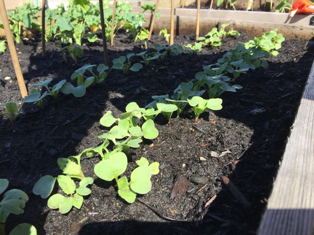 Vancouver Community Garden | 1008 W 41st Ave, Vancouver, BC V6M 1W8, Canada | Phone: (604) 873-7000