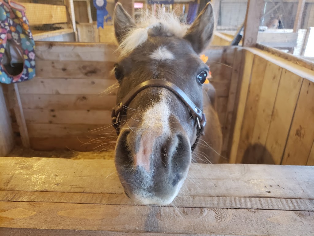 Mini Hearts Ranch | Port Lorne, NS B0S 1L0, Canada | Phone: (902) 309-0571